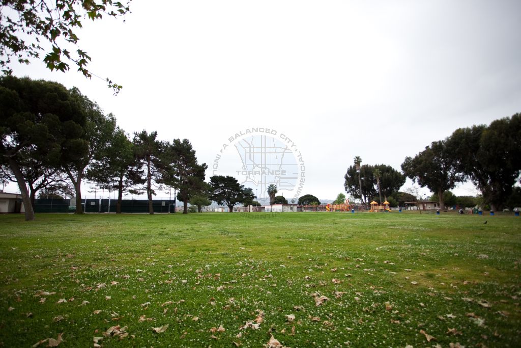 Paradise Park Grass